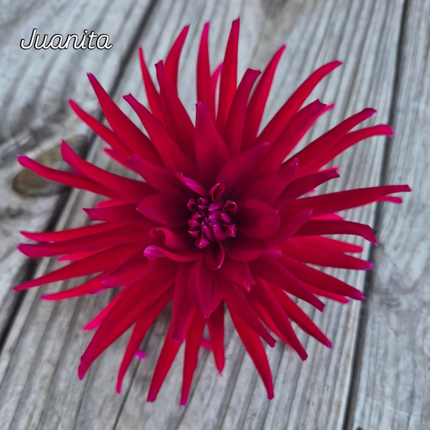 Juanita Cactus Dahlia