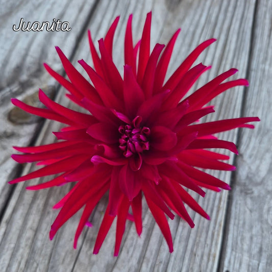 Juanita Cactus Dahlia