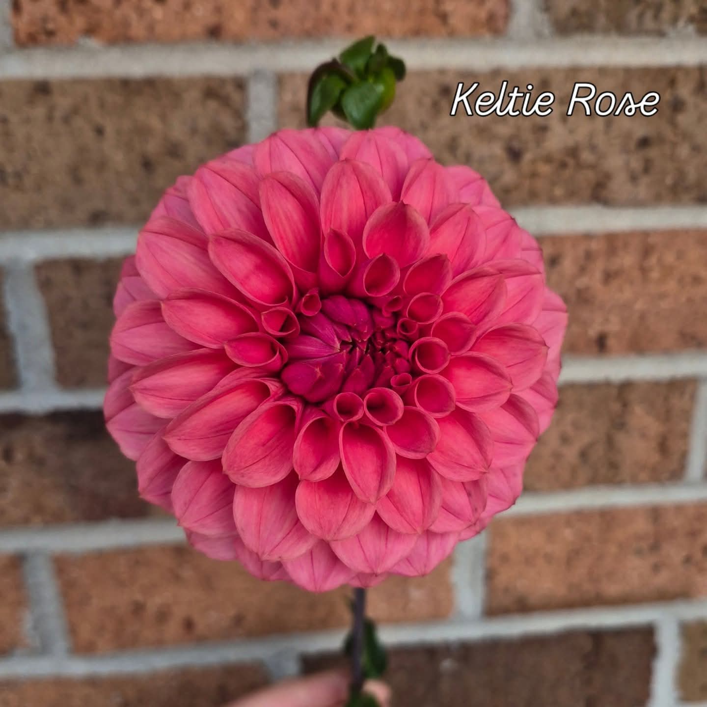 Keltie Rose Formal Decorative Dahlia