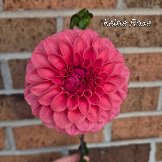Keltie Rose Formal Decorative Dahlia