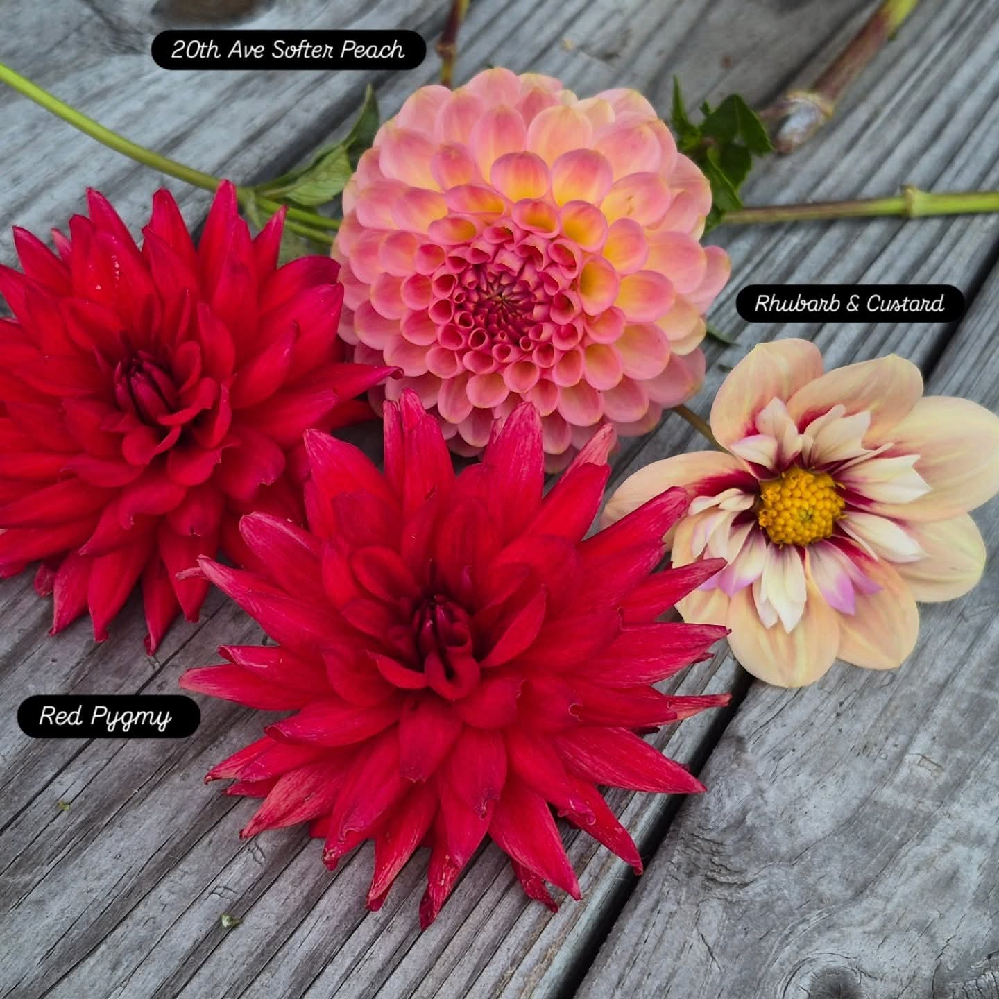 20th Ave Softer Peach Formal Decorative Dahlia