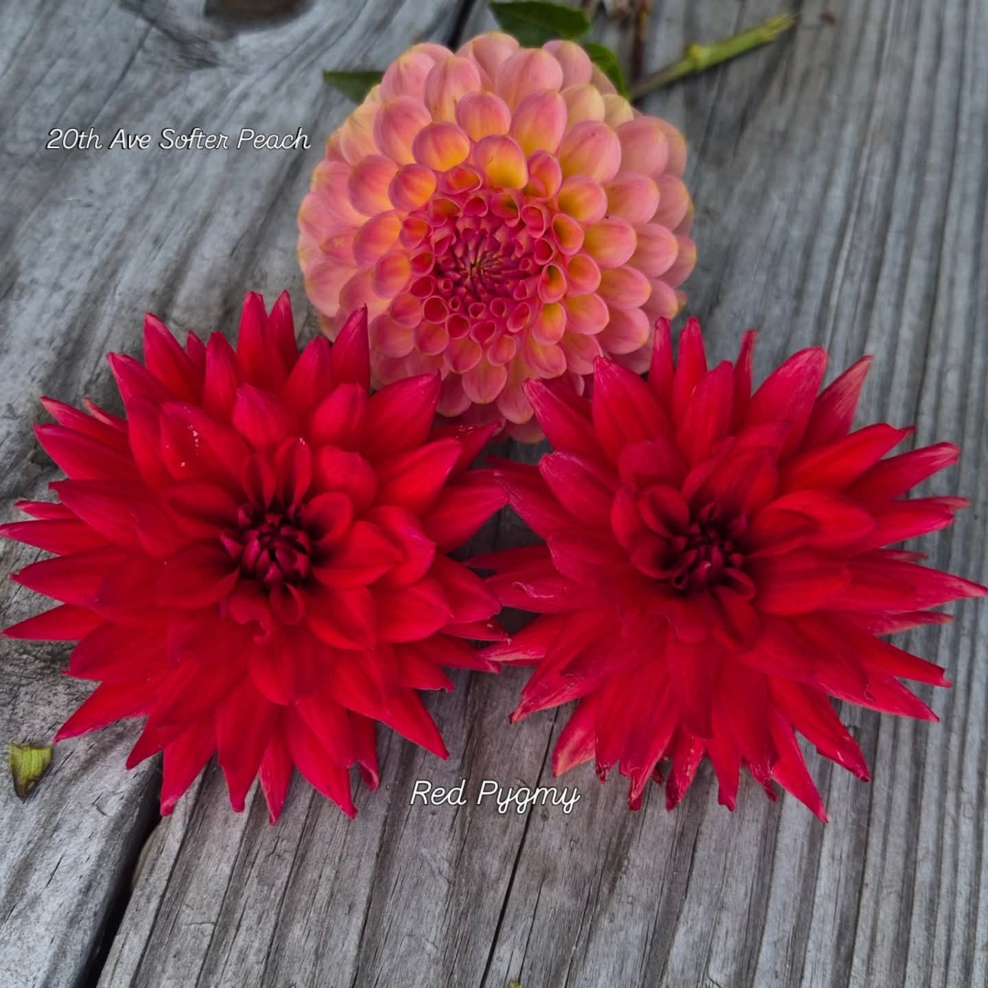 20th Ave Softer Peach Formal Decorative Dahlia