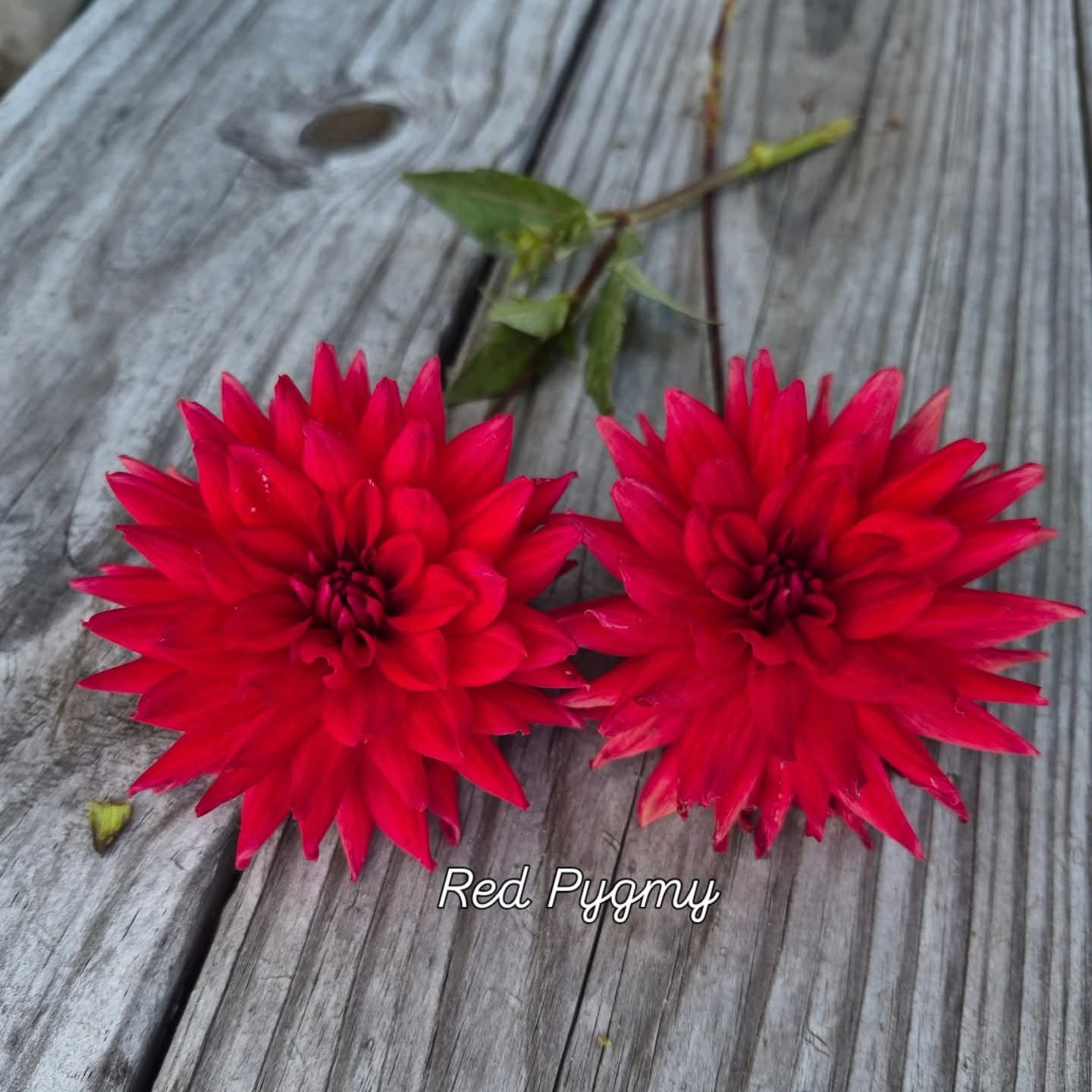 Red Pygmy Cactus Dahlia