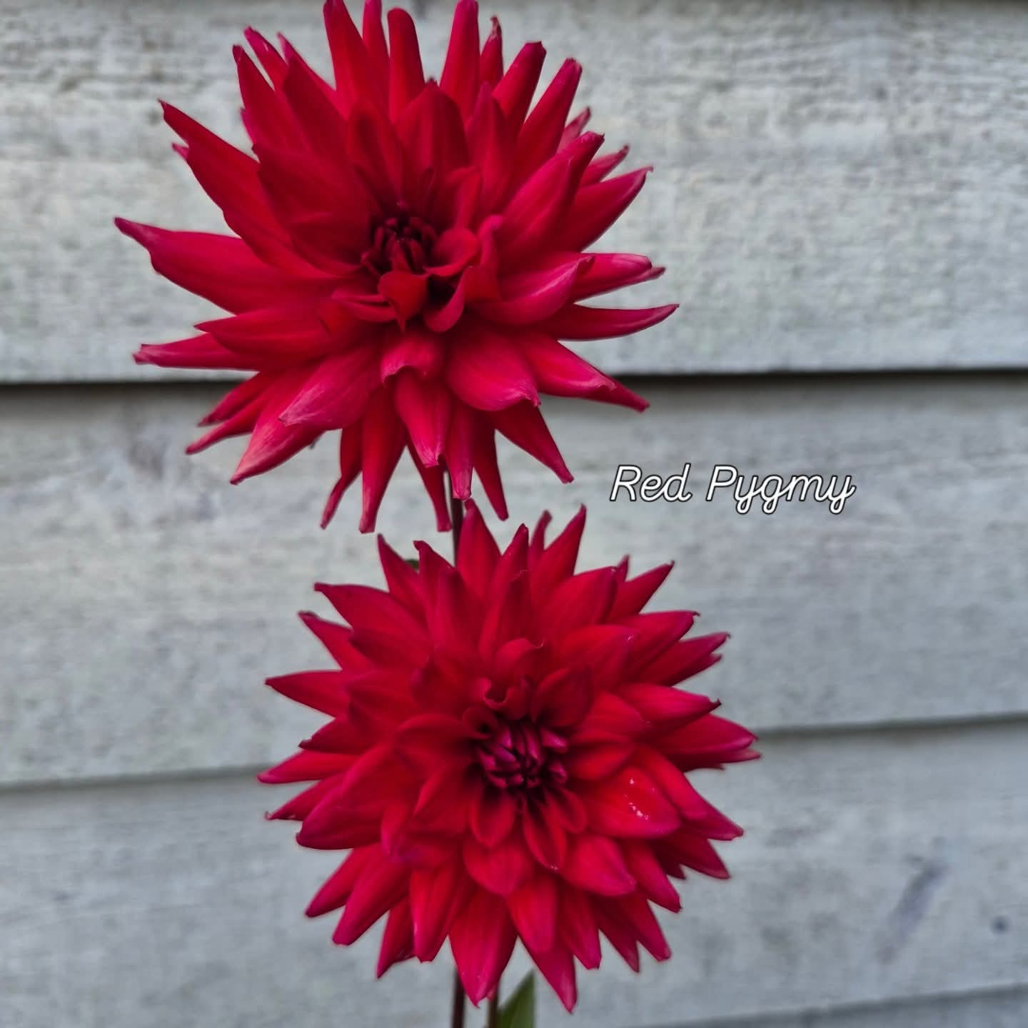 Red Pygmy Cactus Dahlia