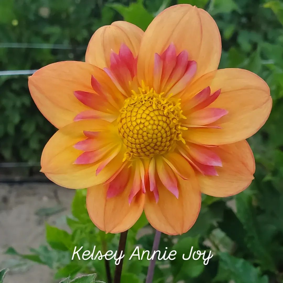 Kelsey Annie Joy Collarette Dahlia