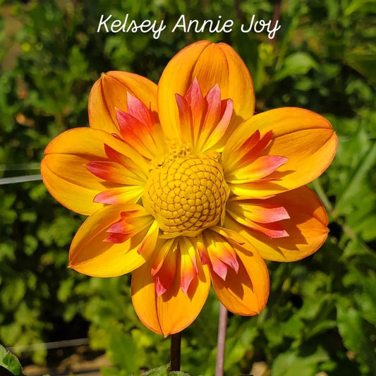 Kelsey Annie Joy Collarette Dahlia