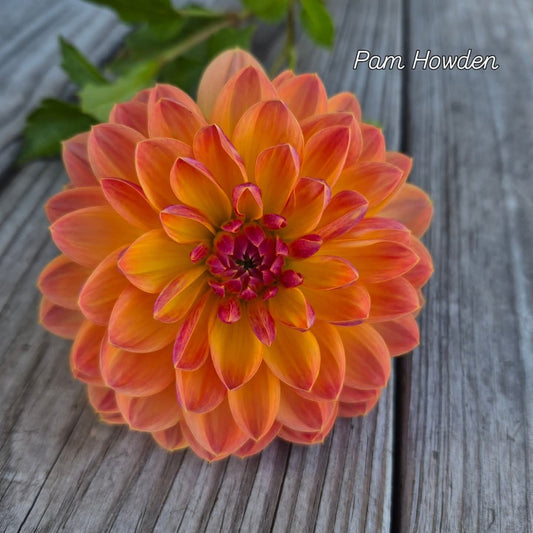 Pam Howden Waterlily Dahlia