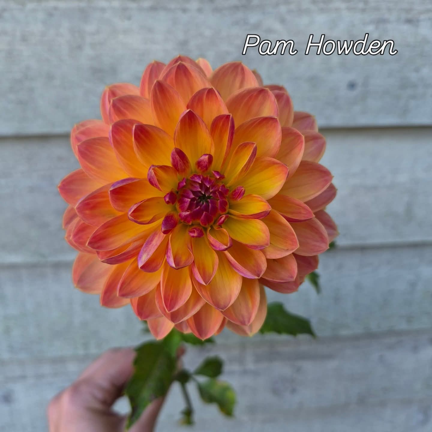 Pam Howden Waterlily Dahlia