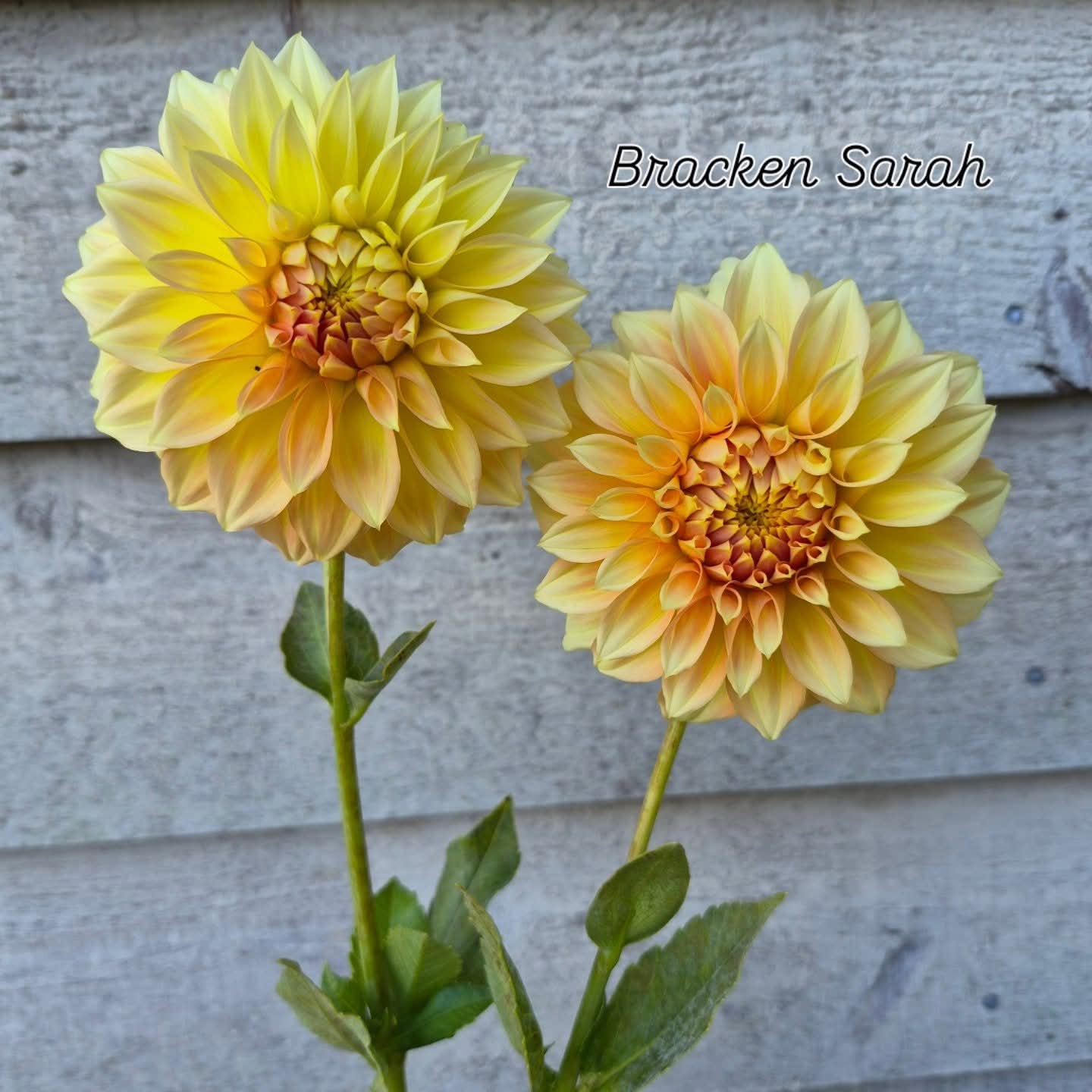 Bracken Sarah Decorative Dahlia