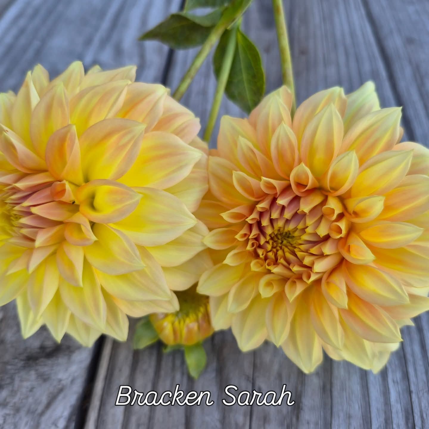Bracken Sarah Decorative Dahlia