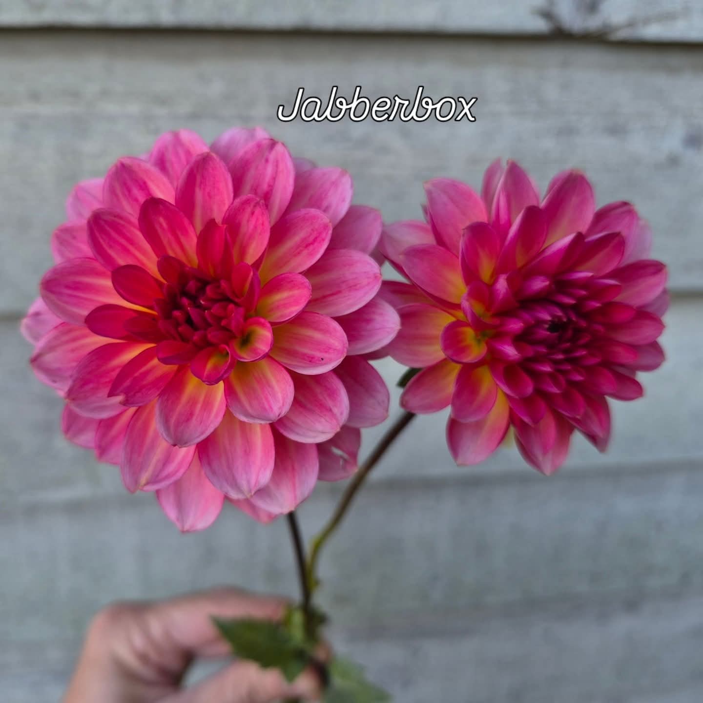 Jabberbox Ball Dahlia