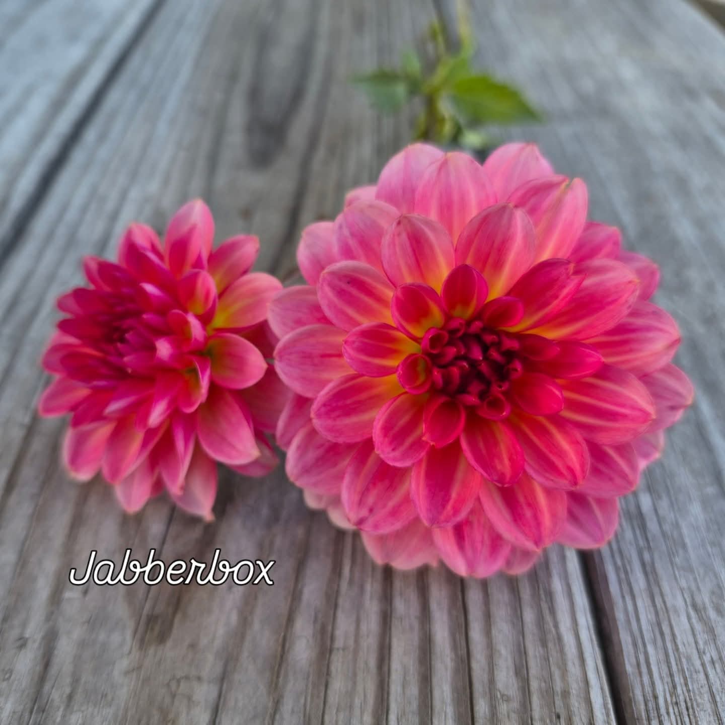 Jabberbox Ball Dahlia