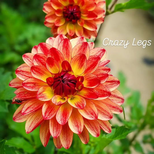 Crazy Legs Stellar Dahlia