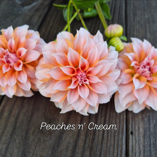 Peaches n' Cream Formal Decorative Dahlia