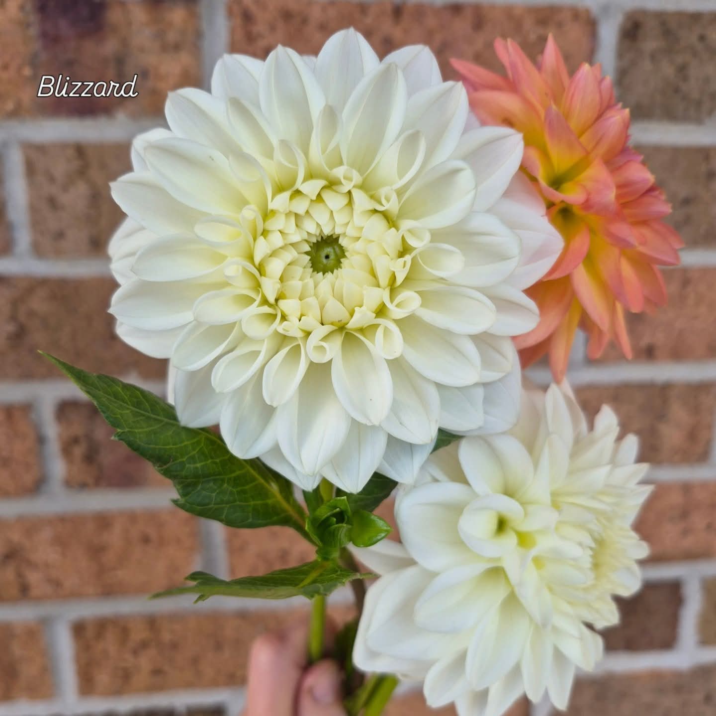 Blizzard Formal Decorative Dahlia