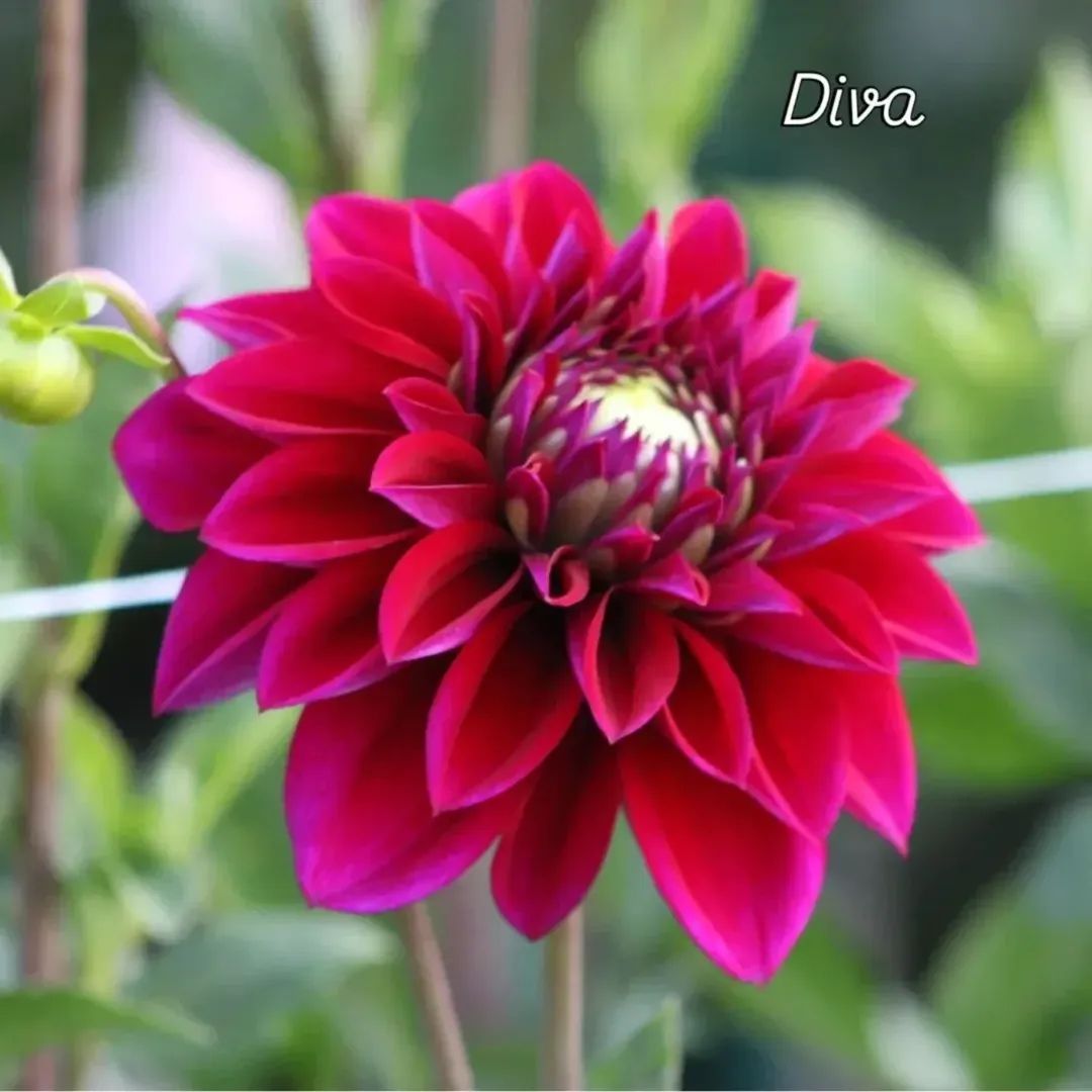 Diva Formal Decorative Dahlias