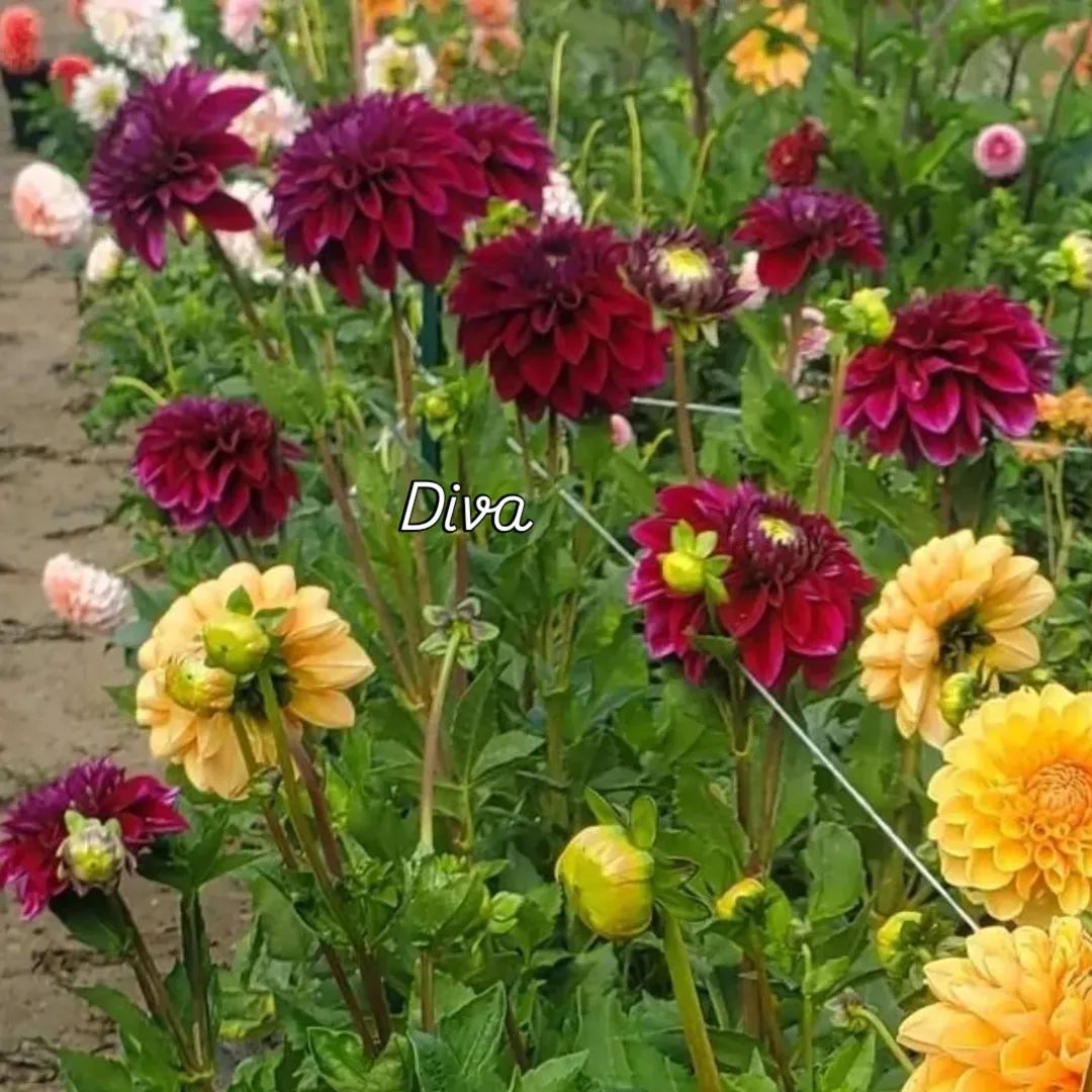 Diva Formal Decorative Dahlias