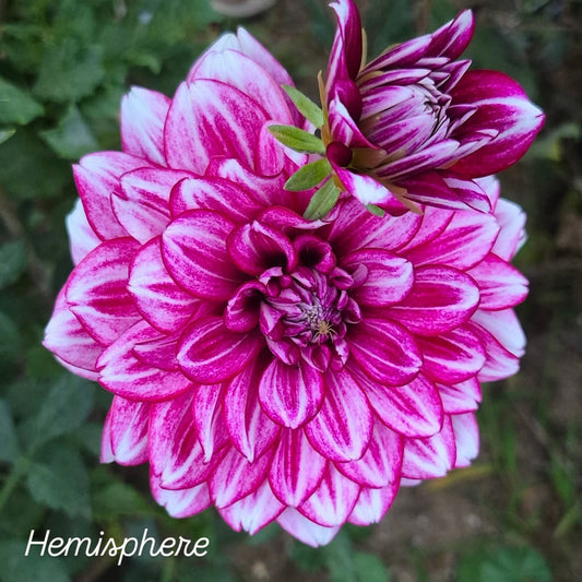 Hemisphere Formal Decorative Dahlia