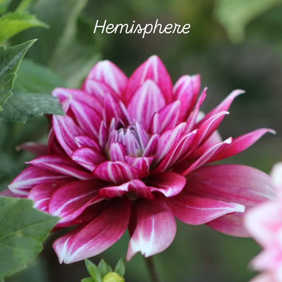 Hemisphere Formal Decorative Dahlia