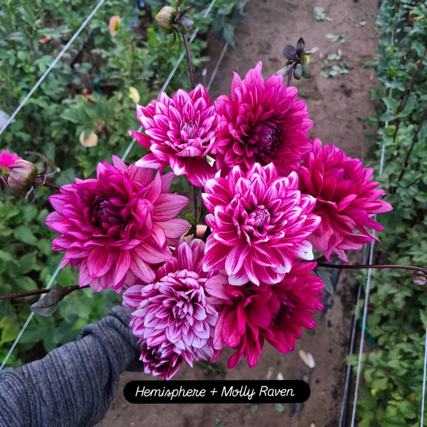Hemisphere Formal Decorative Dahlia