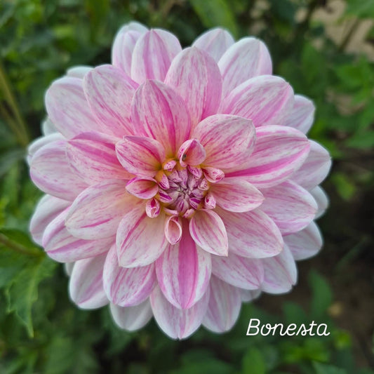 Bonesta Decorative Dahlia