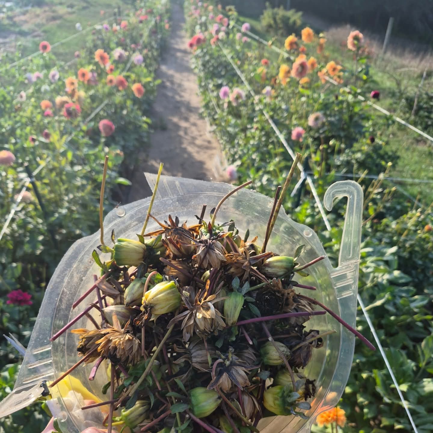 Dahlia Seeds