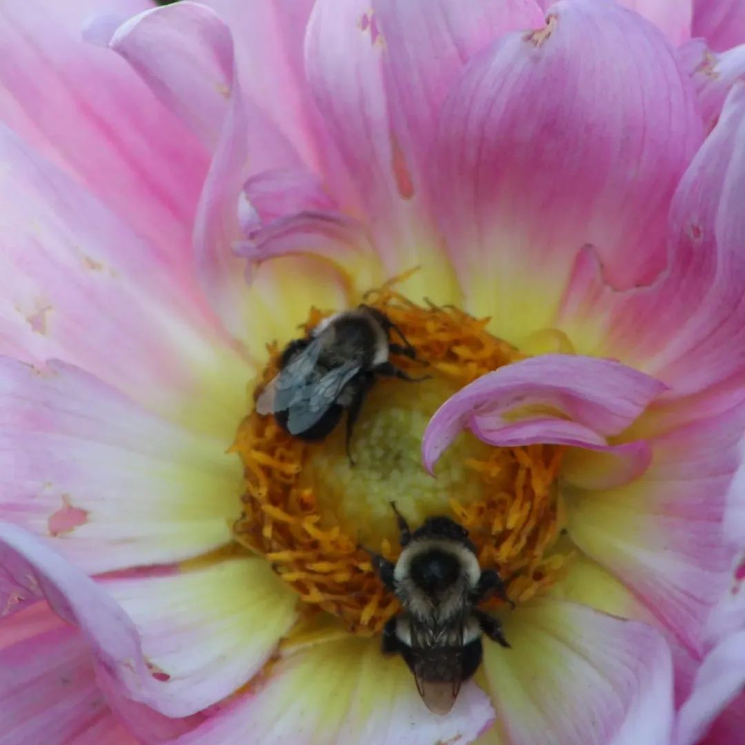 Dahlia Seeds