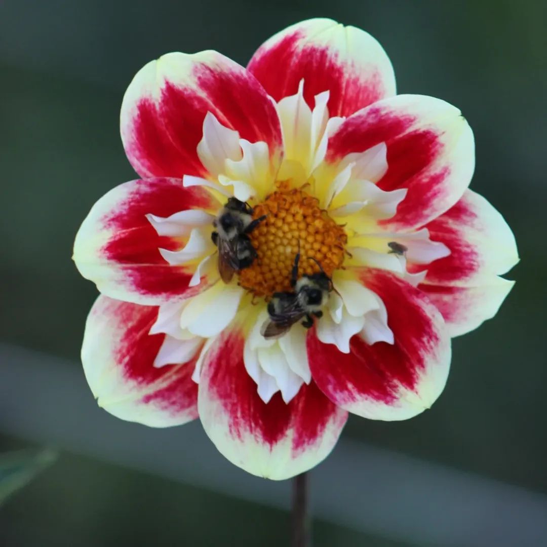 Dahlia Seeds