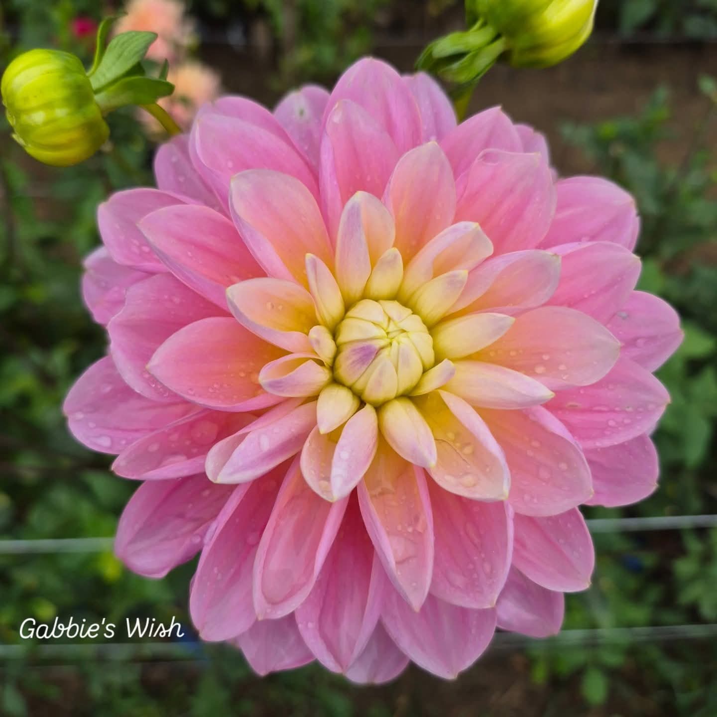 Gabbie's Wish Formal Decorative Dahlia
