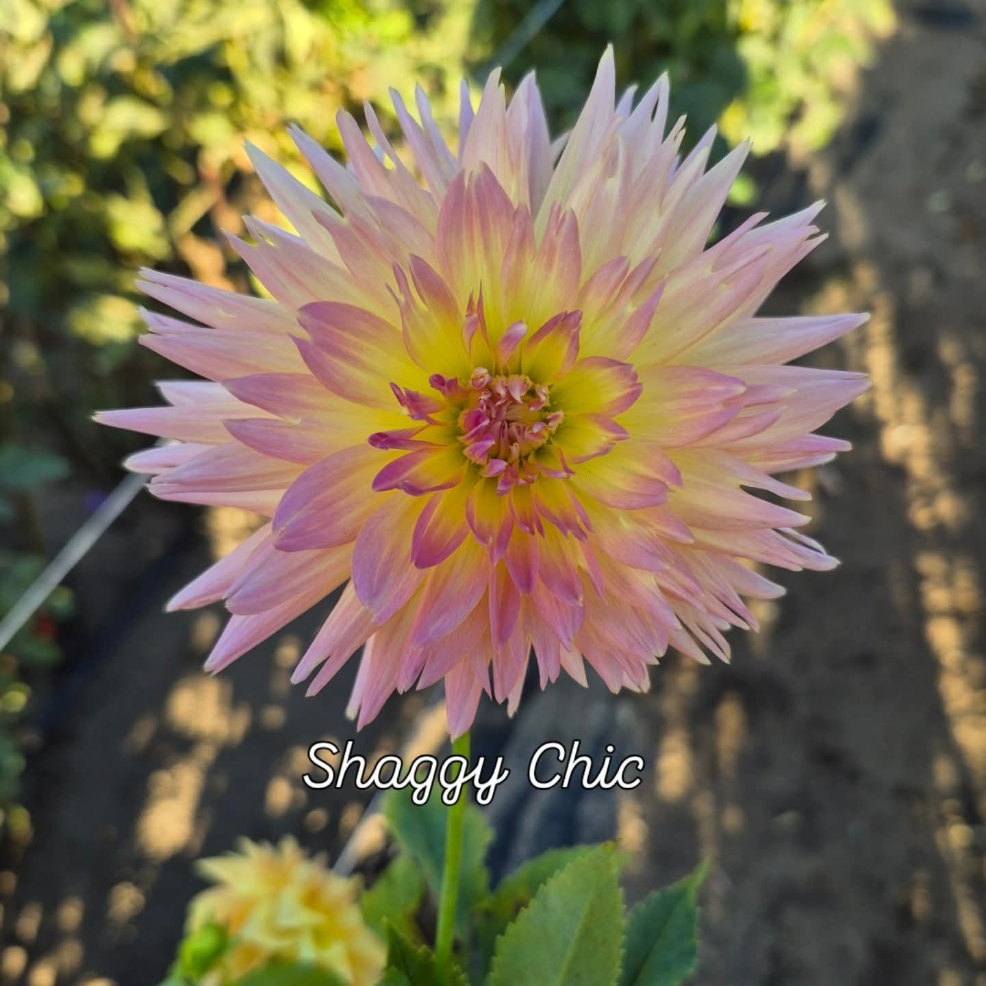 Shaggy Chic Dahlia