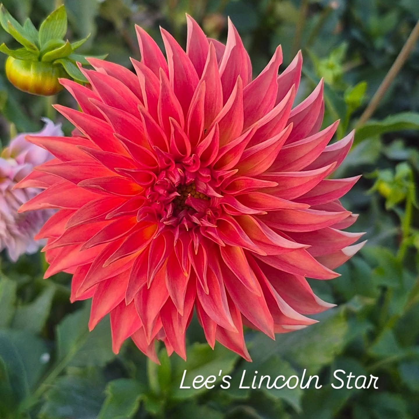 Lee's Lincoln Star Stellar Dahlia