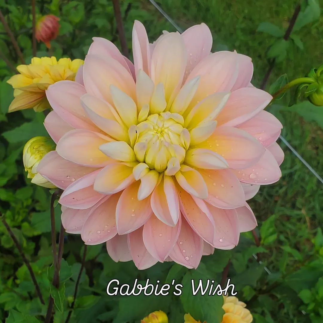 Gabbie's Wish Formal Decorative Dahlia