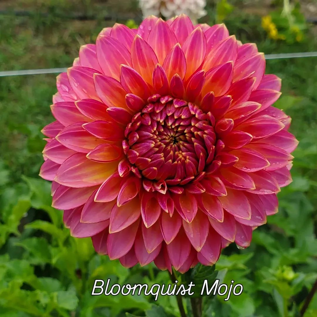 Bloomquist Mojo Formal Decorative Dahlia