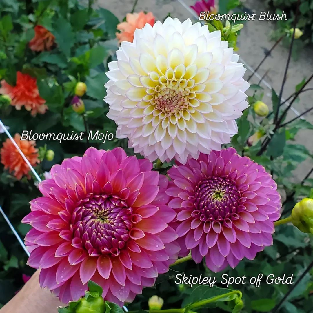 Bloomquist Mojo Formal Decorative Dahlia