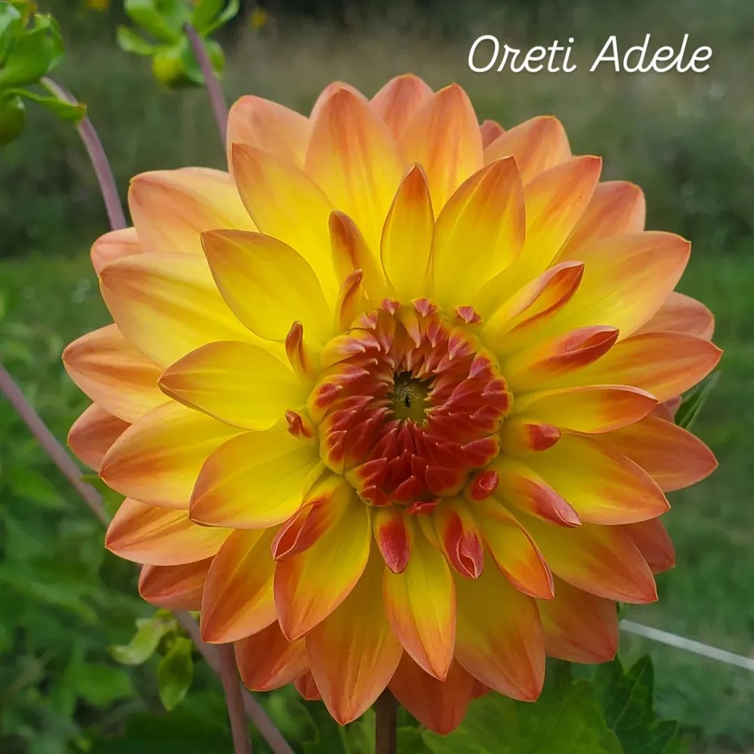 Oreti Adele Formal Decorative Dahlia