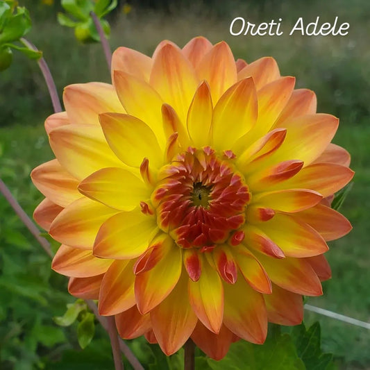 Oreti Adele Formal Decorative Dahlia