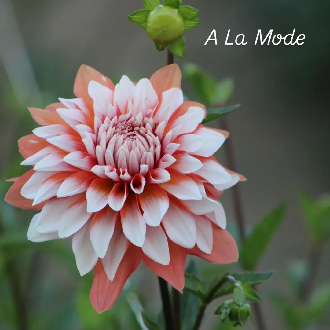 A la Mode  Formal Decorative Dahlia