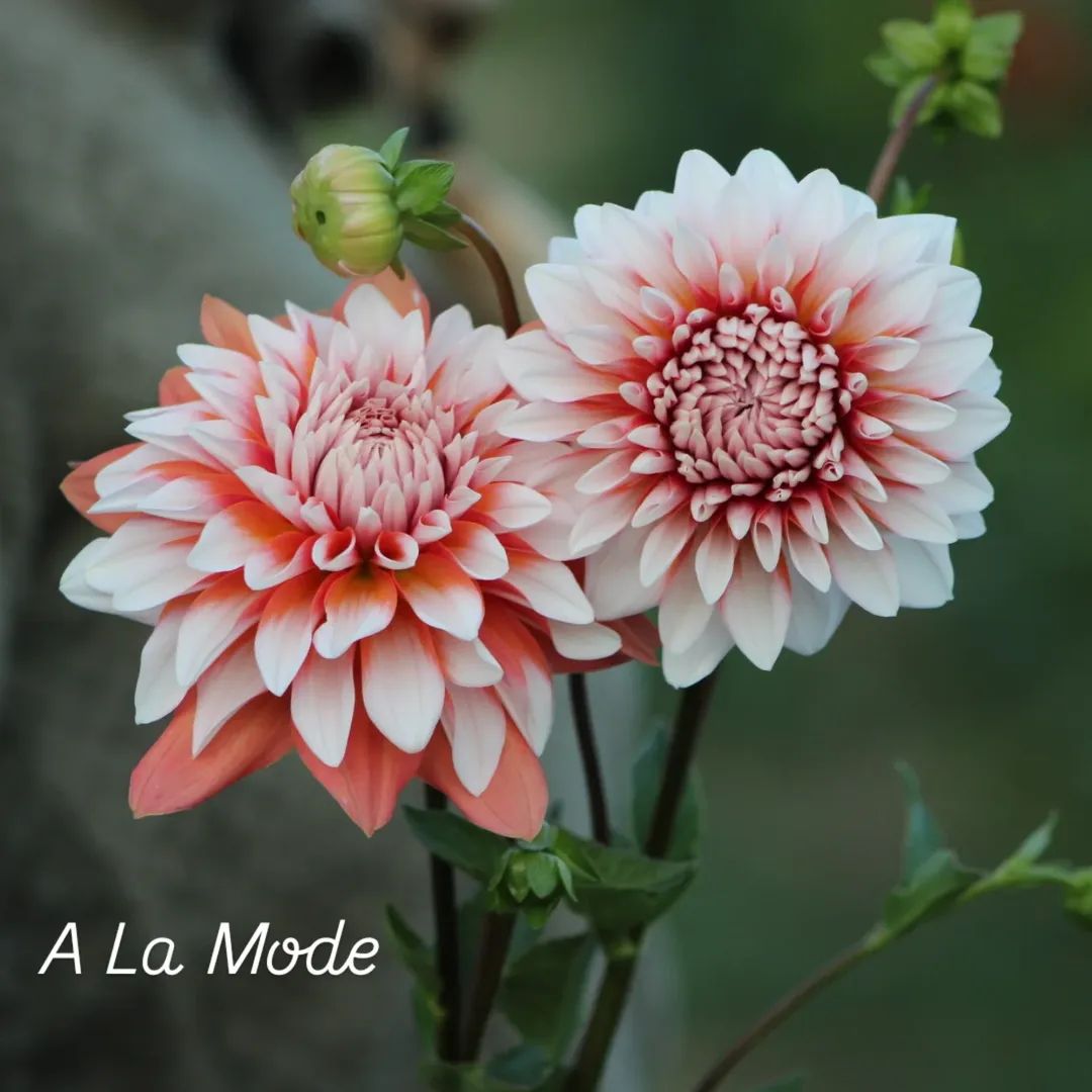 A la Mode  Formal Decorative Dahlia