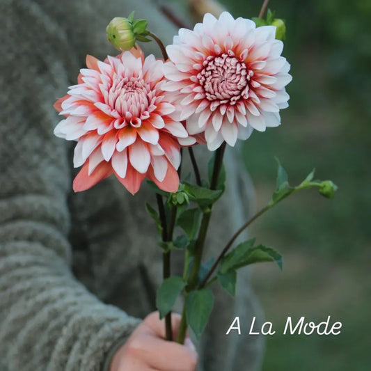 A la Mode  Formal Decorative Dahlia