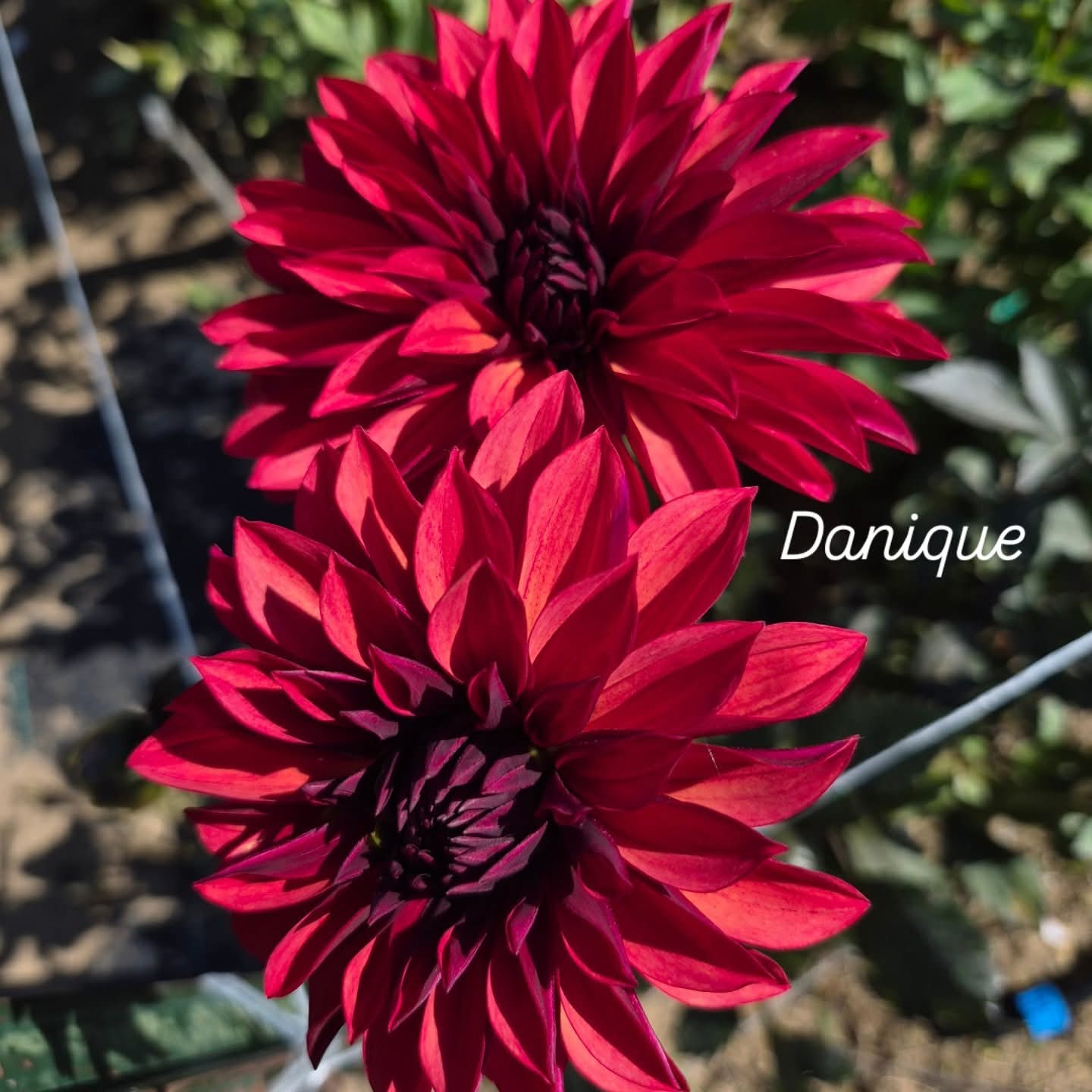 Danique Informal Decorative Dahlia