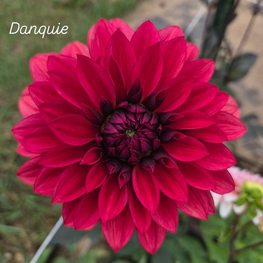 Danique Informal Decorative Dahlia