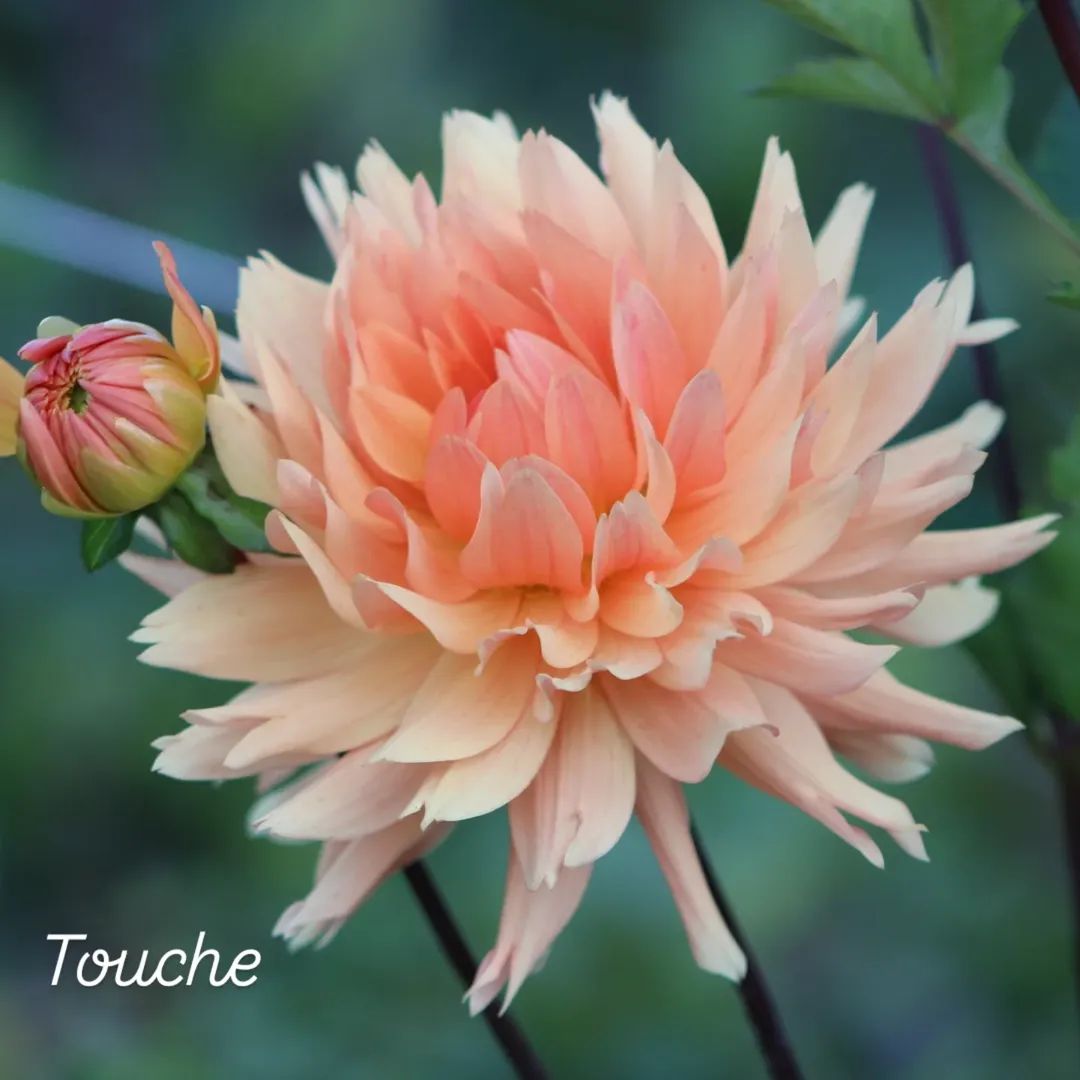 Touche Semi-Cactus Dahlia