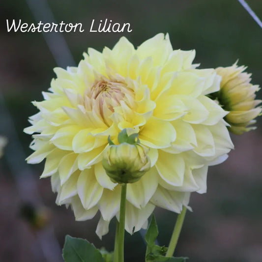Westerton Lilian Decorative Dahlia