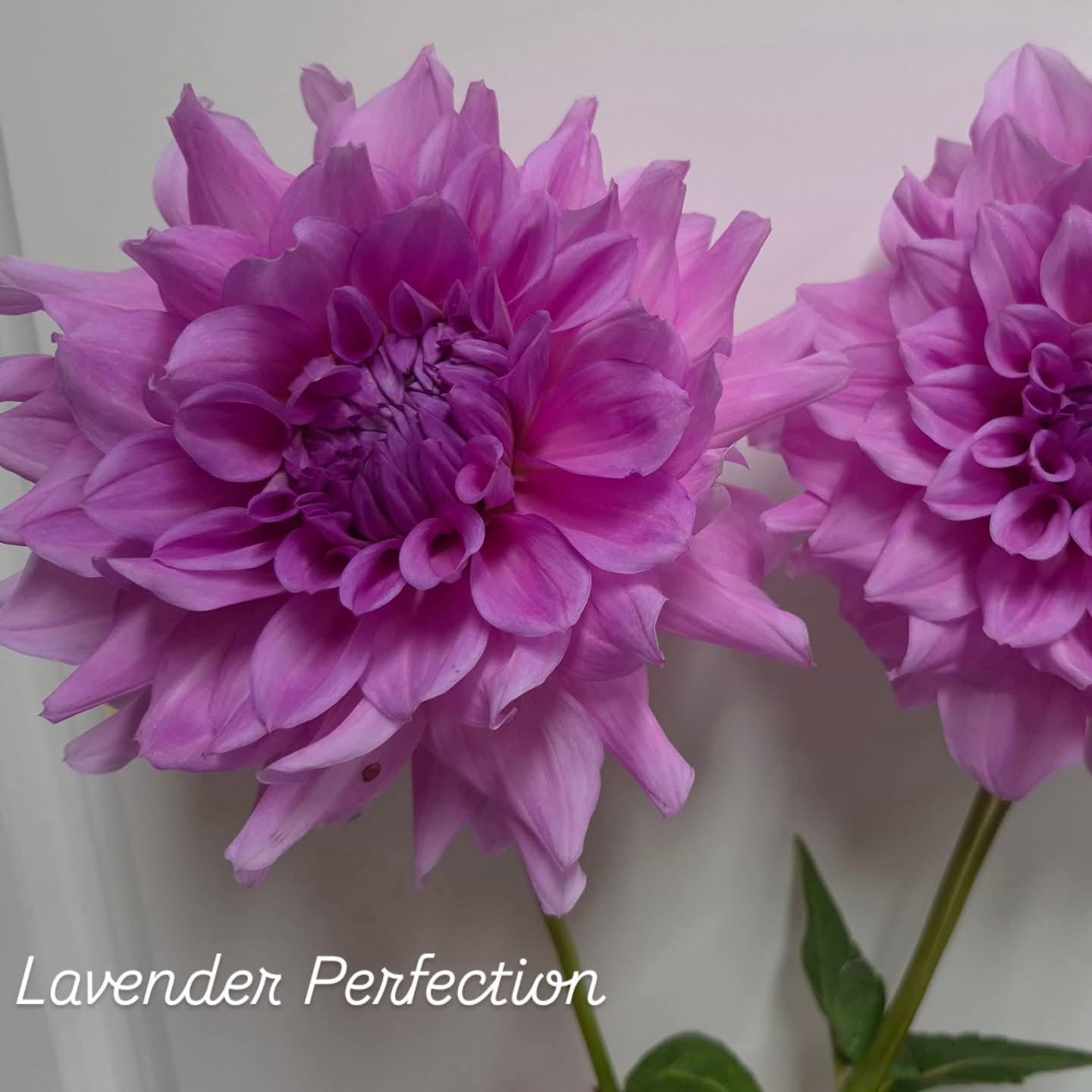 Lavender Perfection Formal Decorative Dahlia