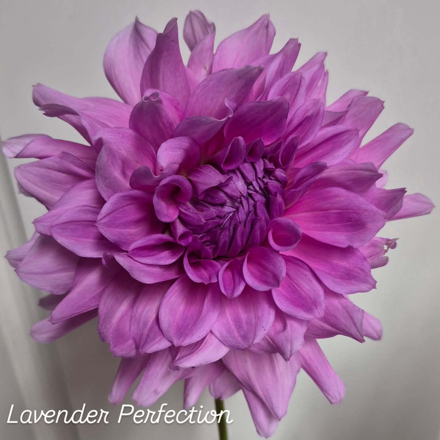 Lavender Perfection Formal Decorative Dahlia