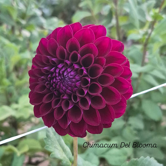 Chimacum Del Blooma Ball Dahlia