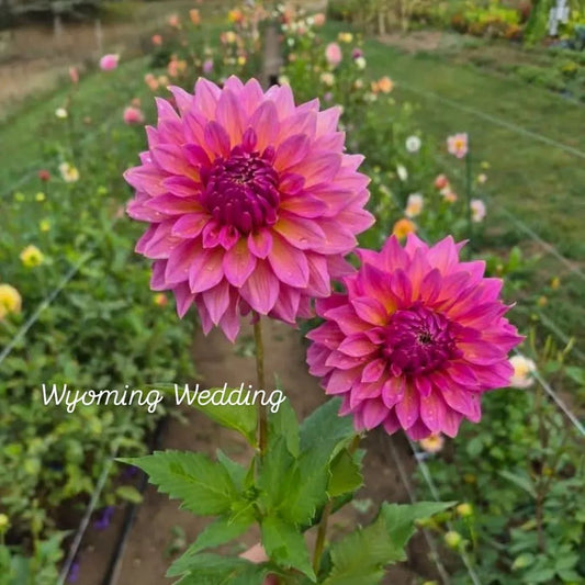 Wyoming Wedding Informal Decorative Dahlia