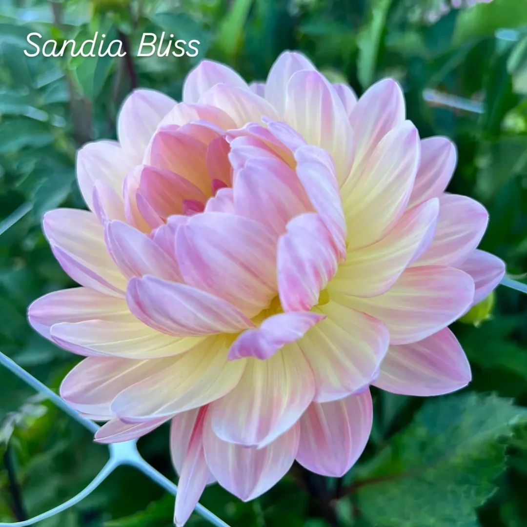 Sandia Bliss Waterlily Dahlia