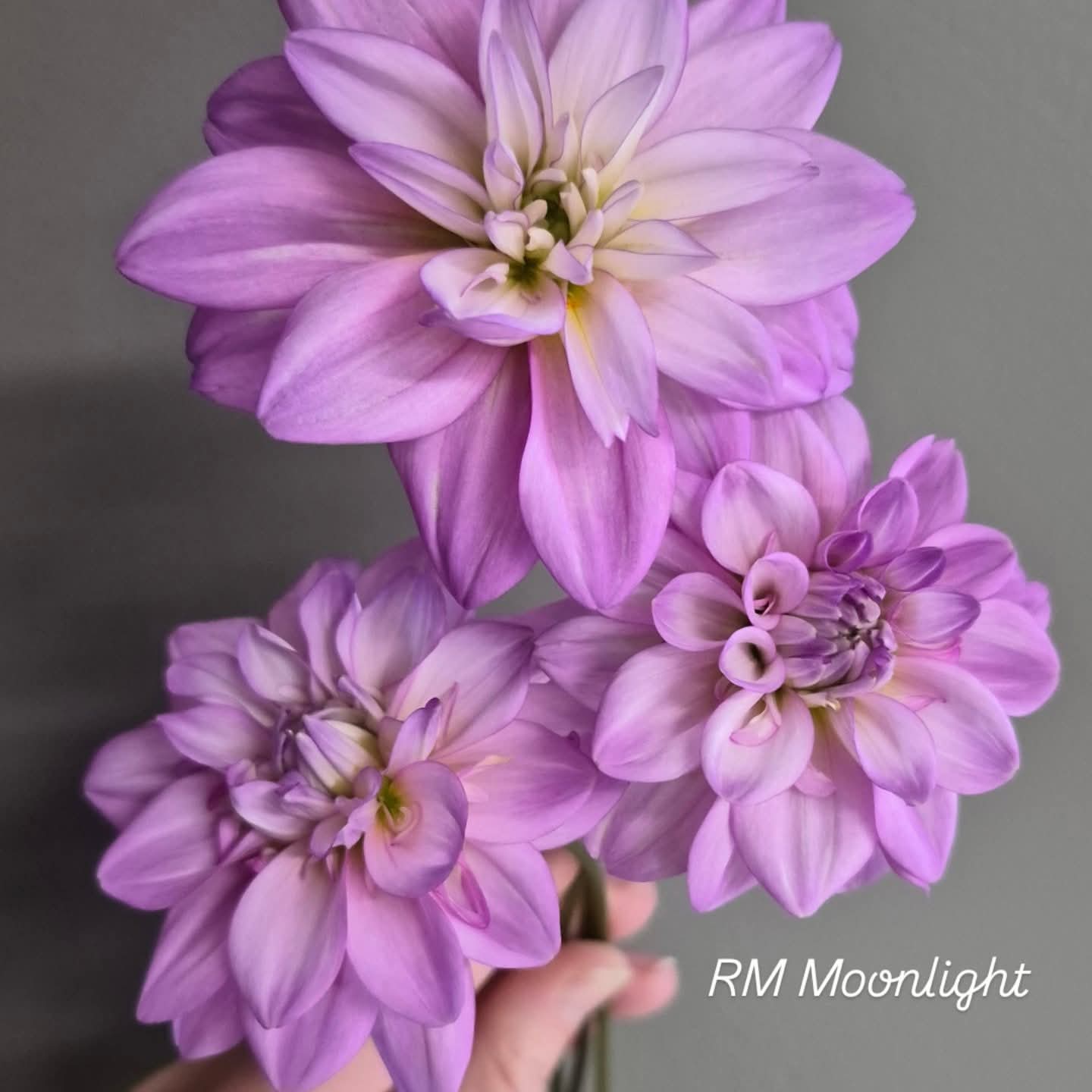 RM Moonlight Formal Decorative Dahlia