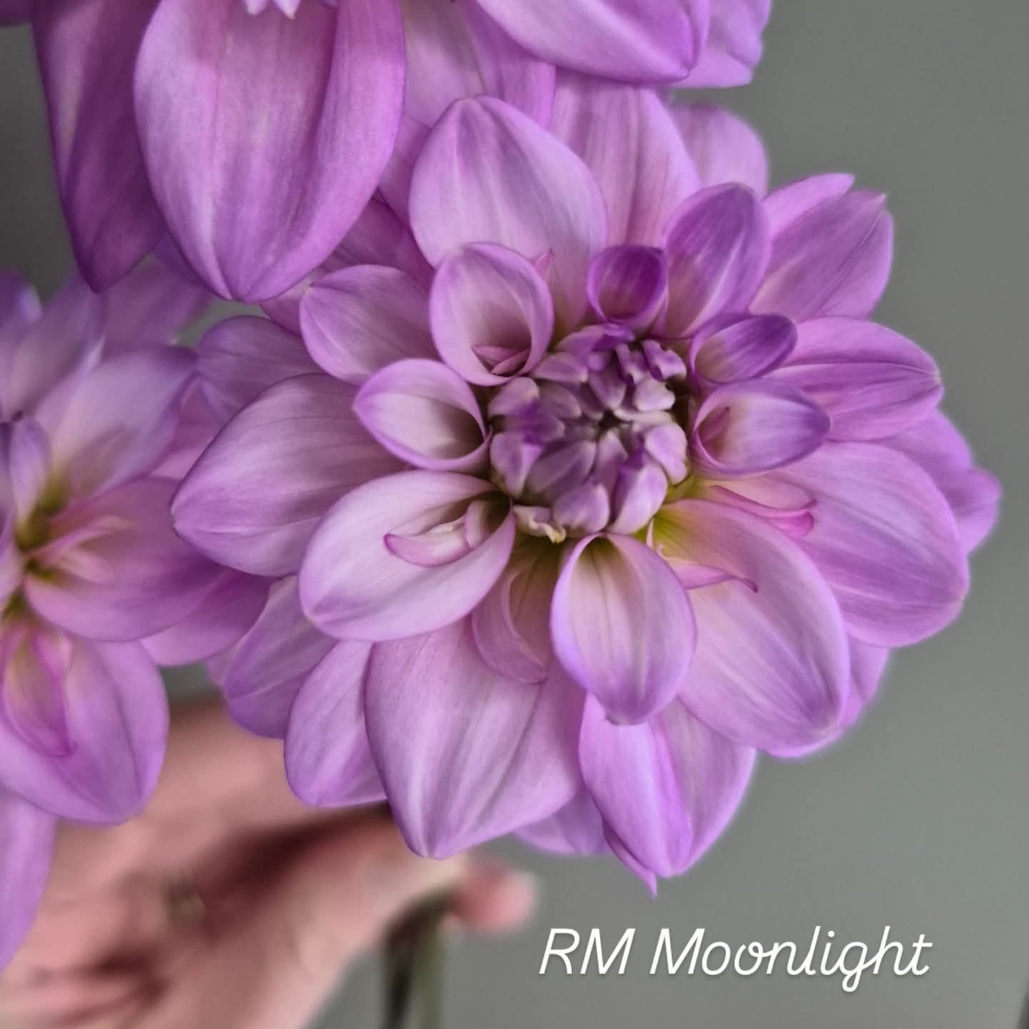 RM Moonlight Formal Decorative Dahlia